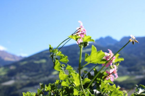 Ferienwohnungen Innerhofer Rifiano